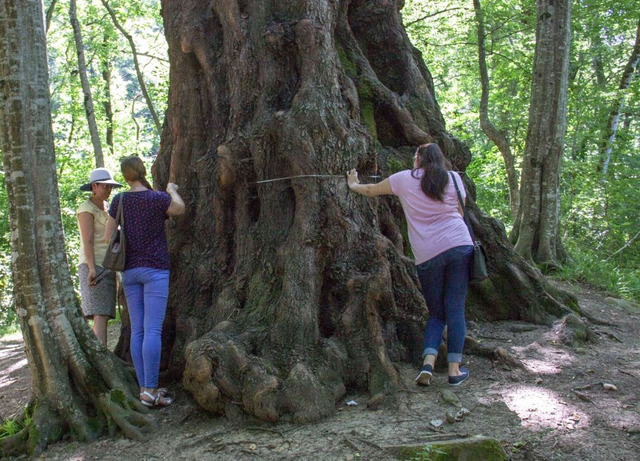 Секвойя в разрезе