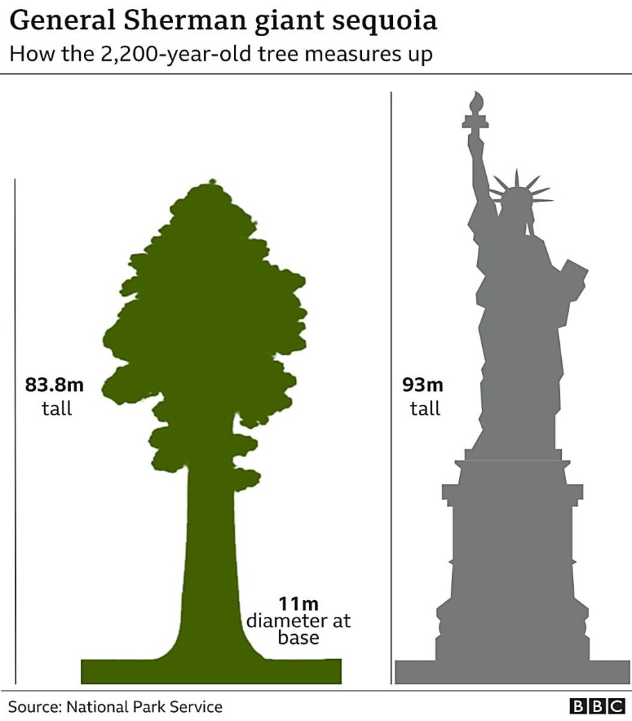 Секвойя в сравнении с человеком