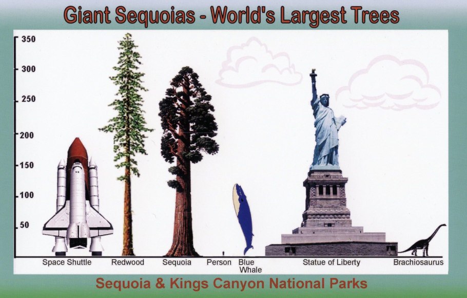 Секвойядендрон гигантский Мамонтово дерево