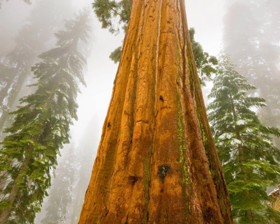 Калифорнийская Секвойя Гиперион