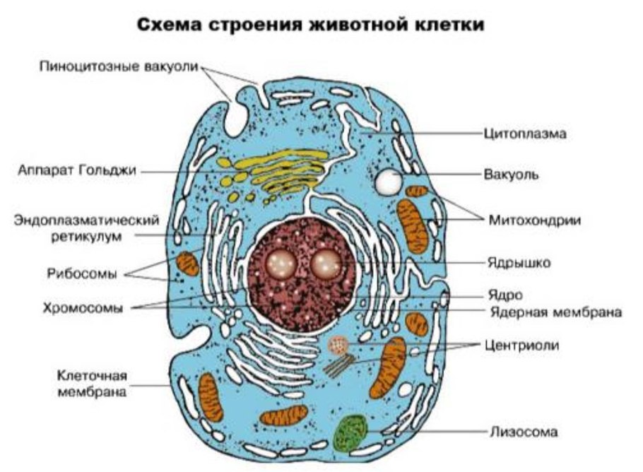 Строение клетки растения
