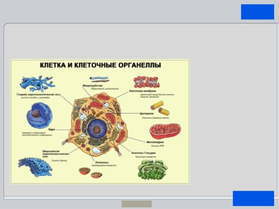 Строение растительной клетки схема 5 класс