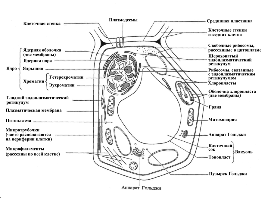 Органеллы растительной клетки схема