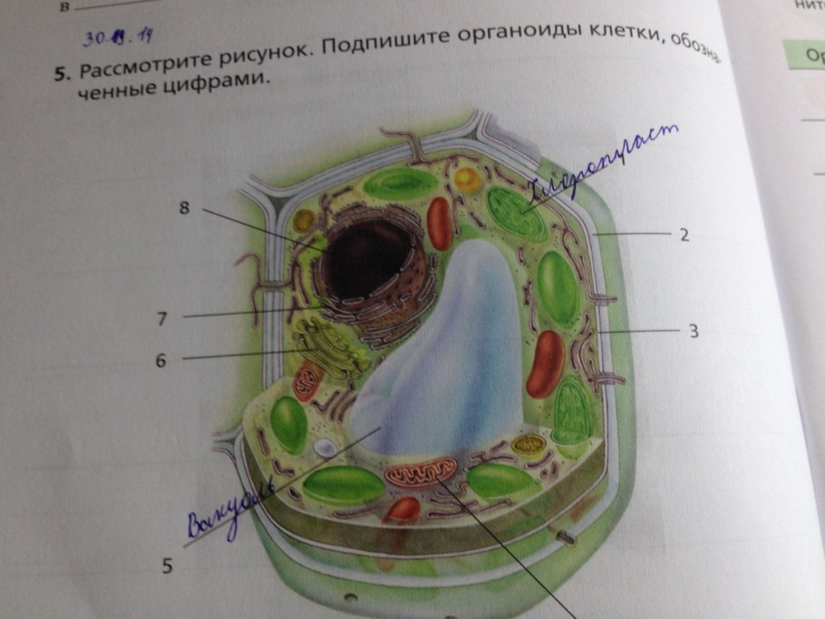 Органоиды растительной клетки 5 класс биология