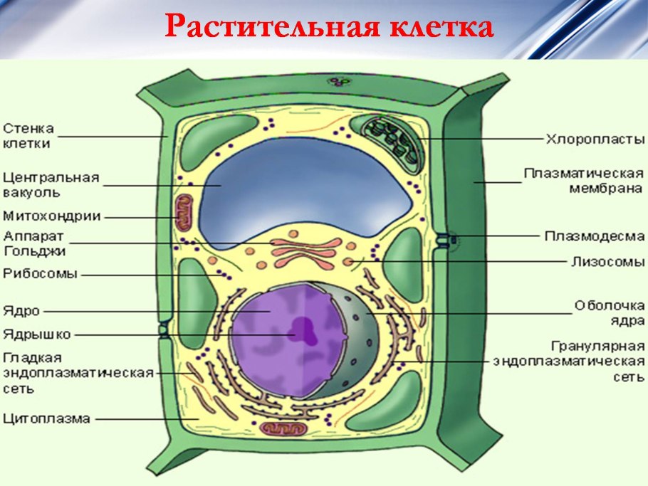 Строение эукариотической клетки растения