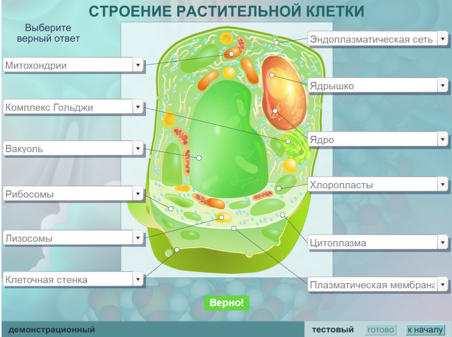 Органоиды растительной клетки схема