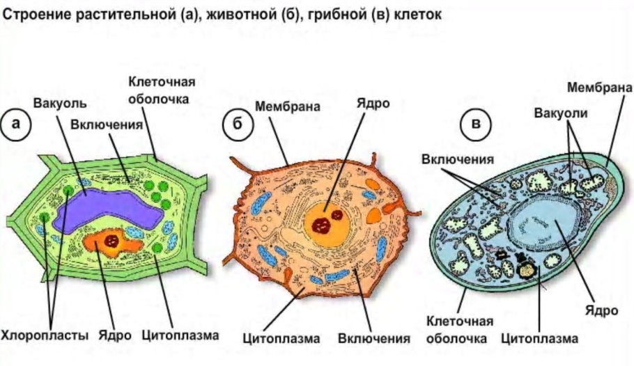 Рисунок эндоплазматической сети клетки