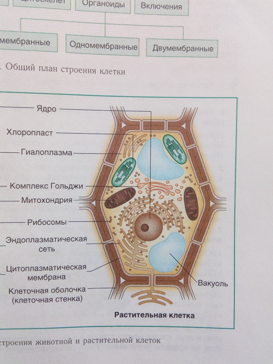 Органоиды растительной клетки схема