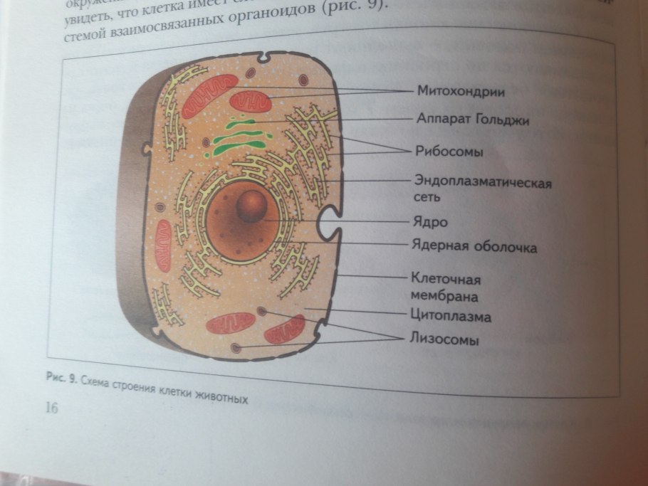 Plant Cell lysosome