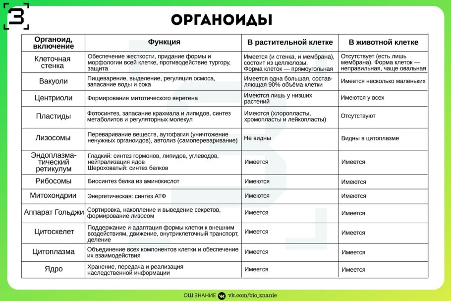 Органоиды клетки строение и функции таблица