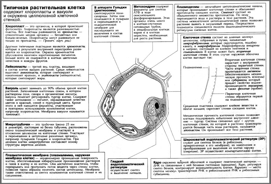 Строение и функции органоидов растительной клетки таблица