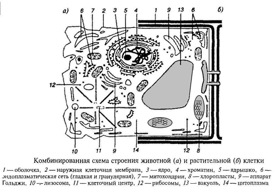 Структура клетки растения 5 класс биология