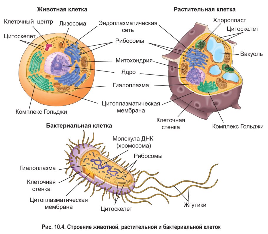 Ульирамикроскопическое сторикение клетуки