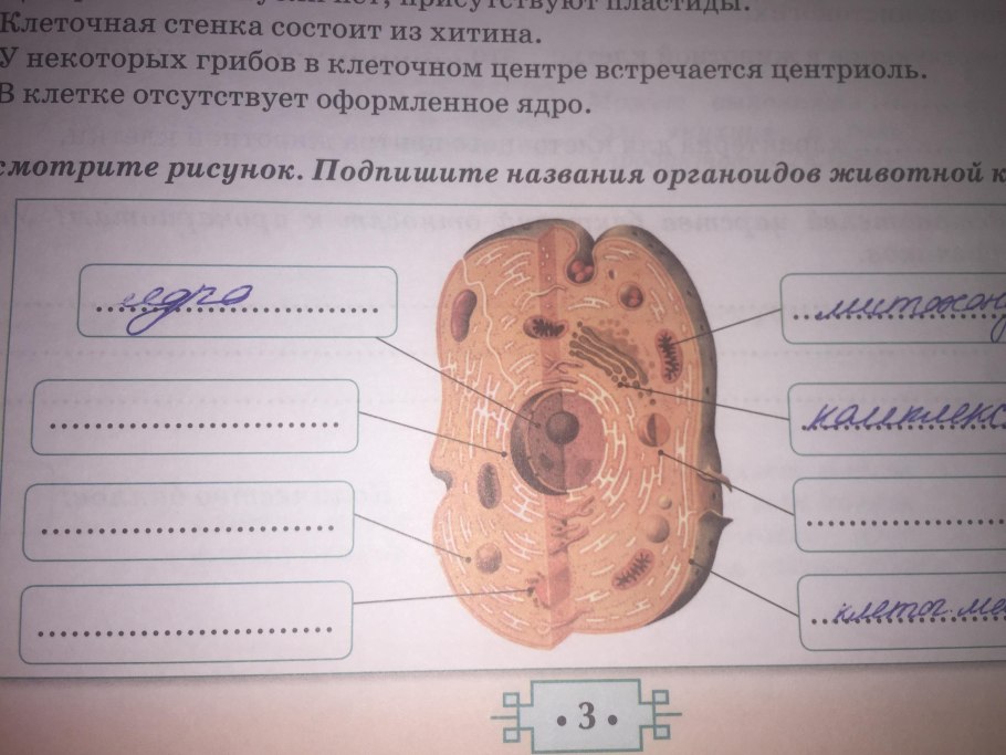Структура растительной клетки рисунок