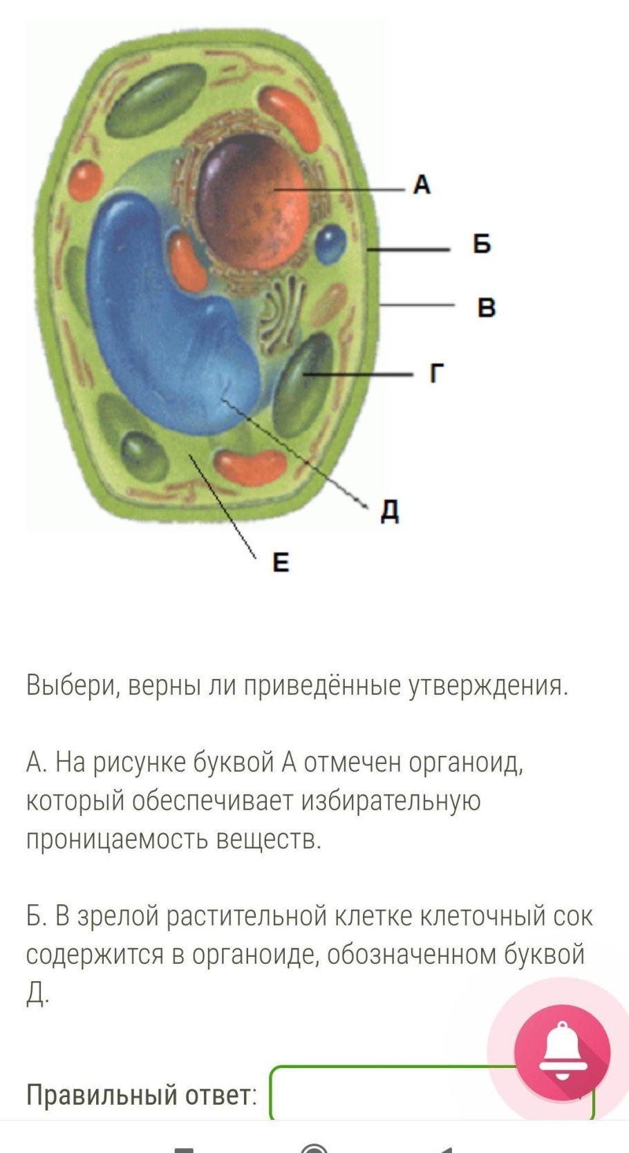 Органоиды клетки растений