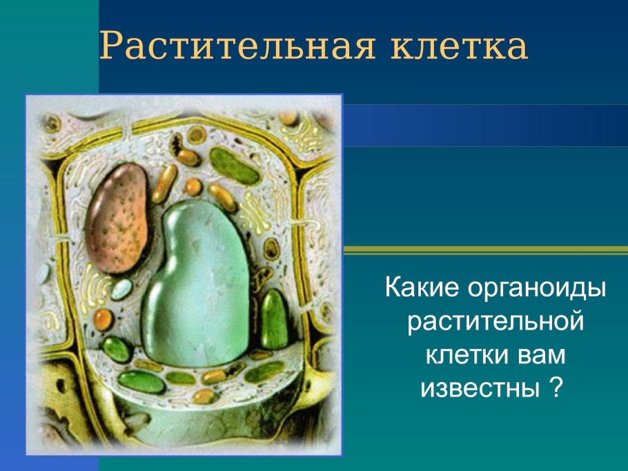 Органоиды клетки растений