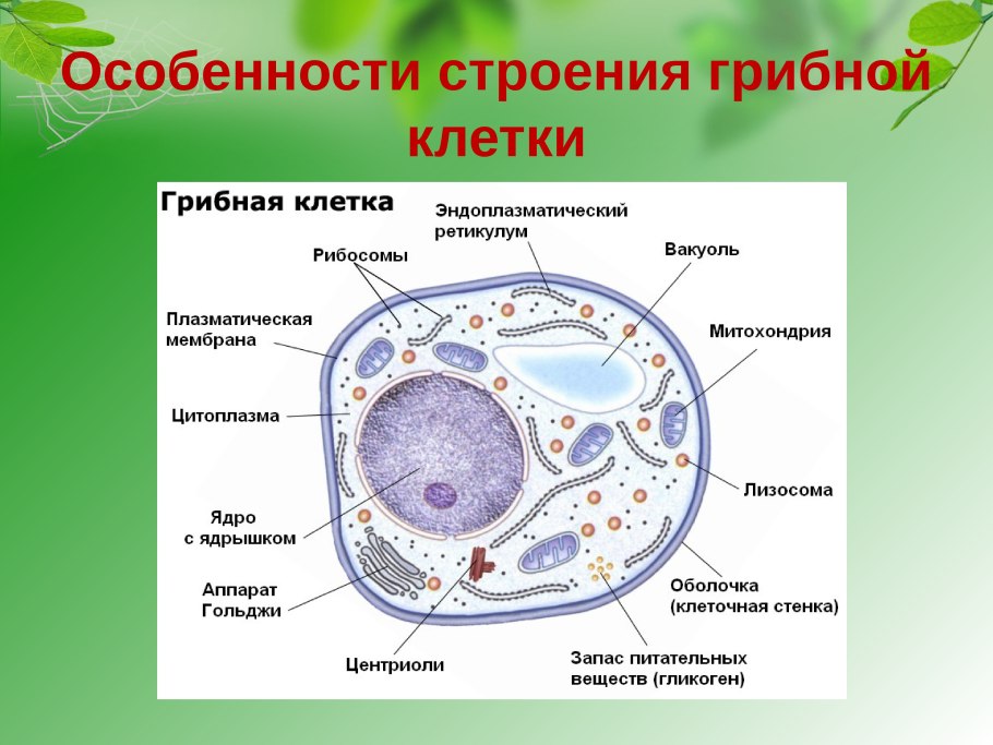 Строение эукариотической клетки животного
