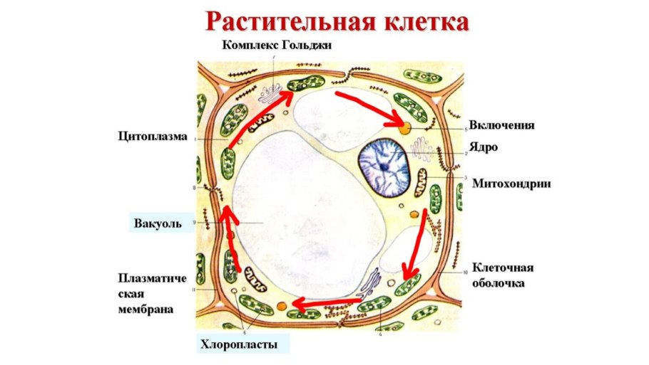 Обобщенная схема растительной клетки