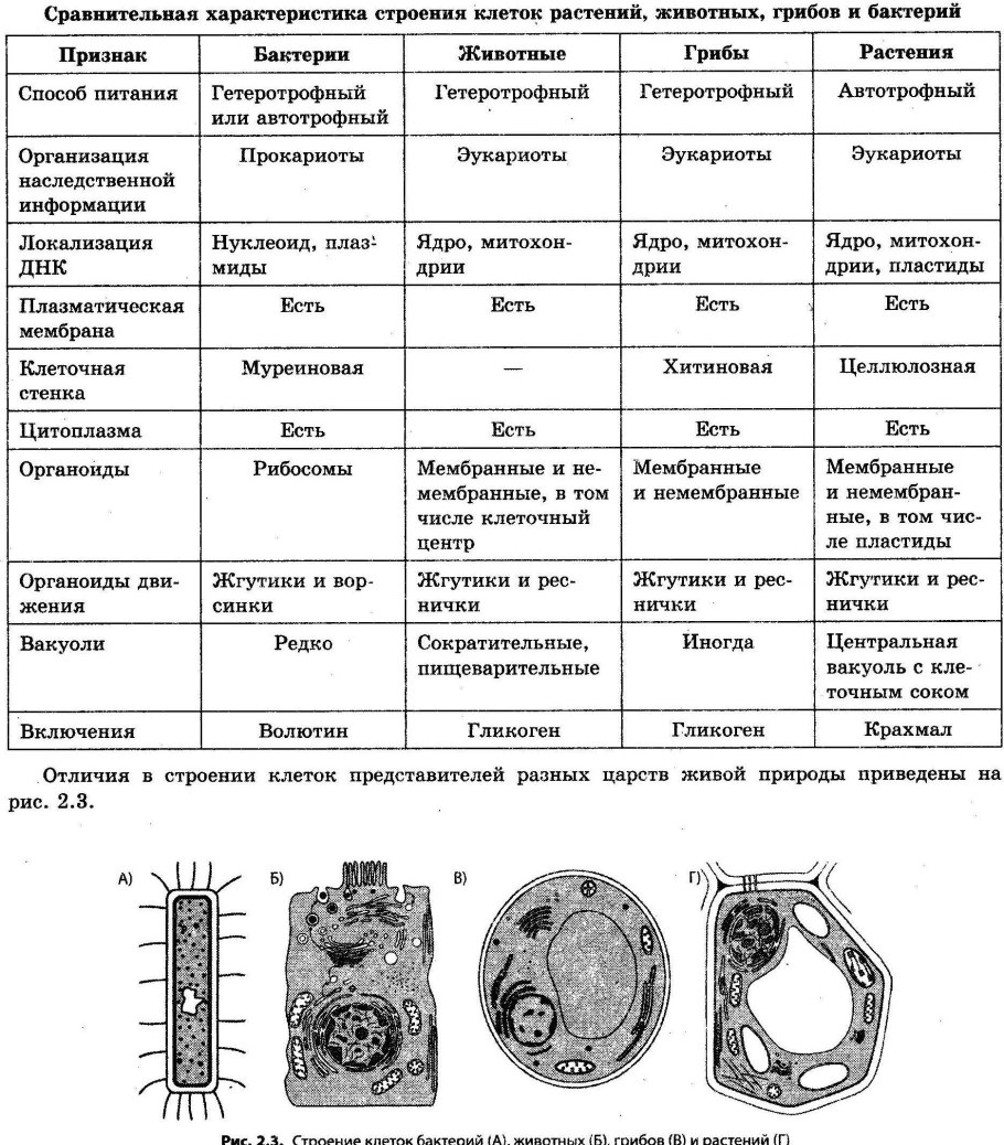 Строение клеток растений животных грибов и бактерий