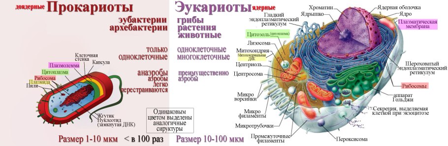 Органоиды эукариотической клетки строение