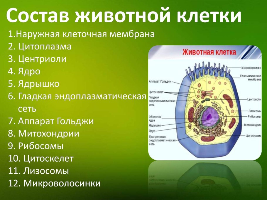 Строение живой клетки и её органоиды