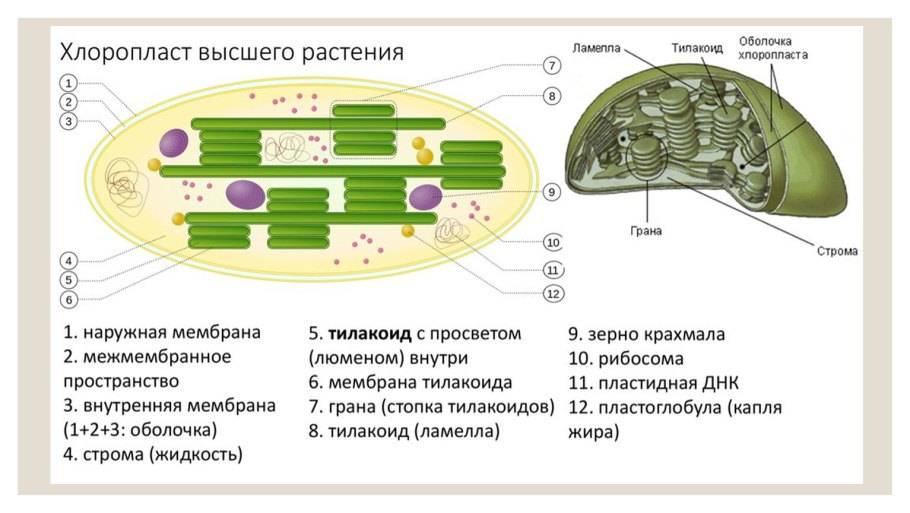 Комбинированная схема строения эукариотической клетки