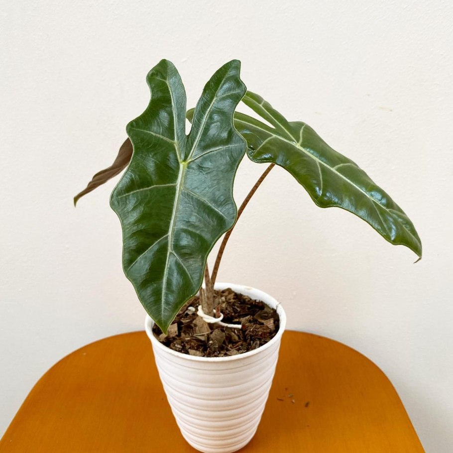 Алоказия Ivory Coast