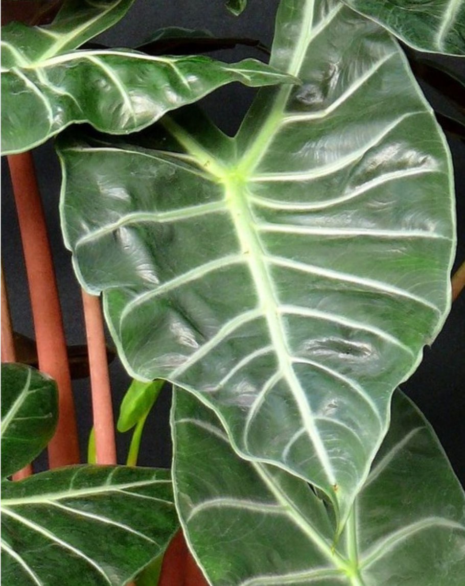 Алоказия Блэк вельвет с розовым варом