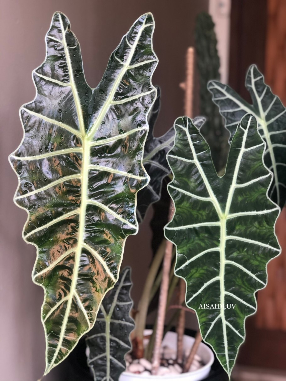 Алоказия longiloba