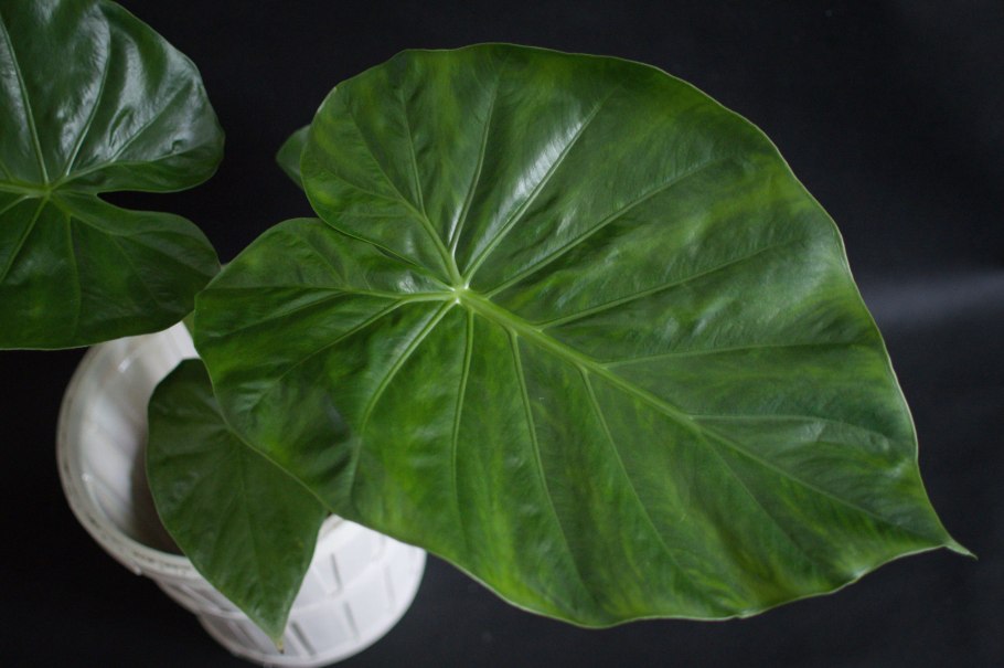 Алоказия Бамбино