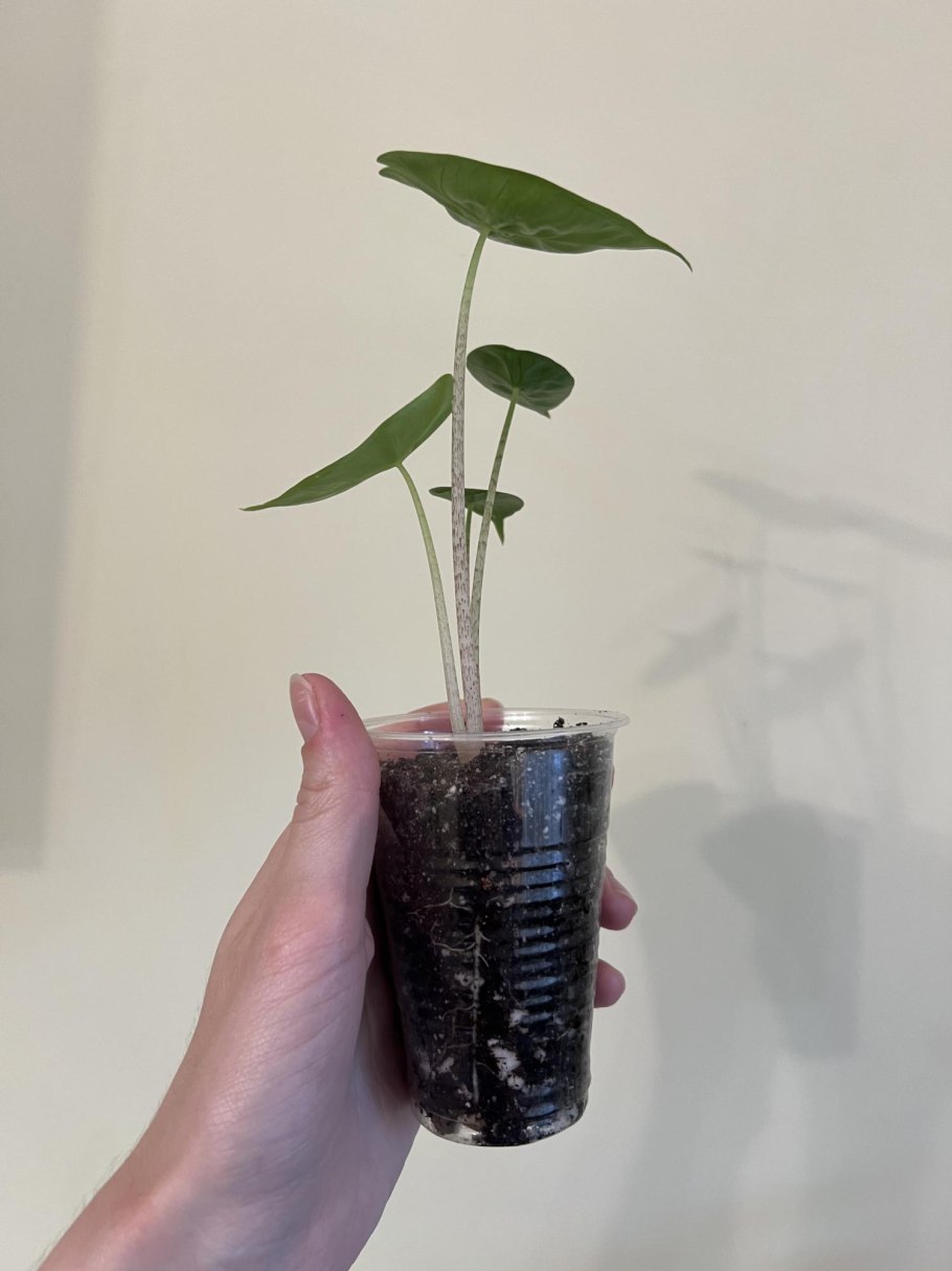 Алоказия Сариан ( Alocasia Sarian)