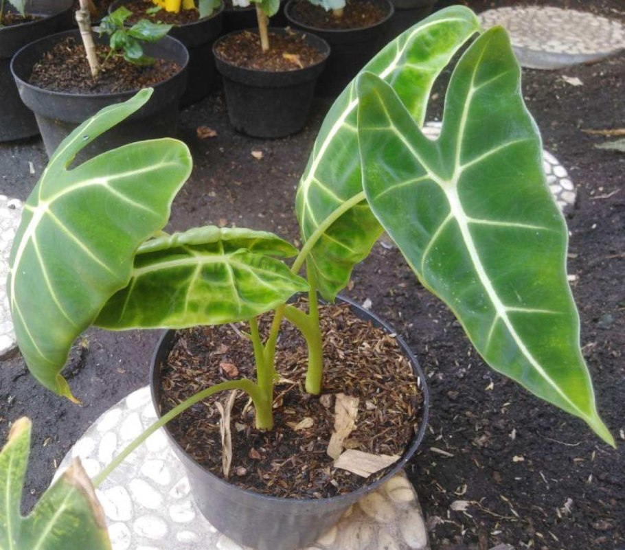 Алоказия тибетских