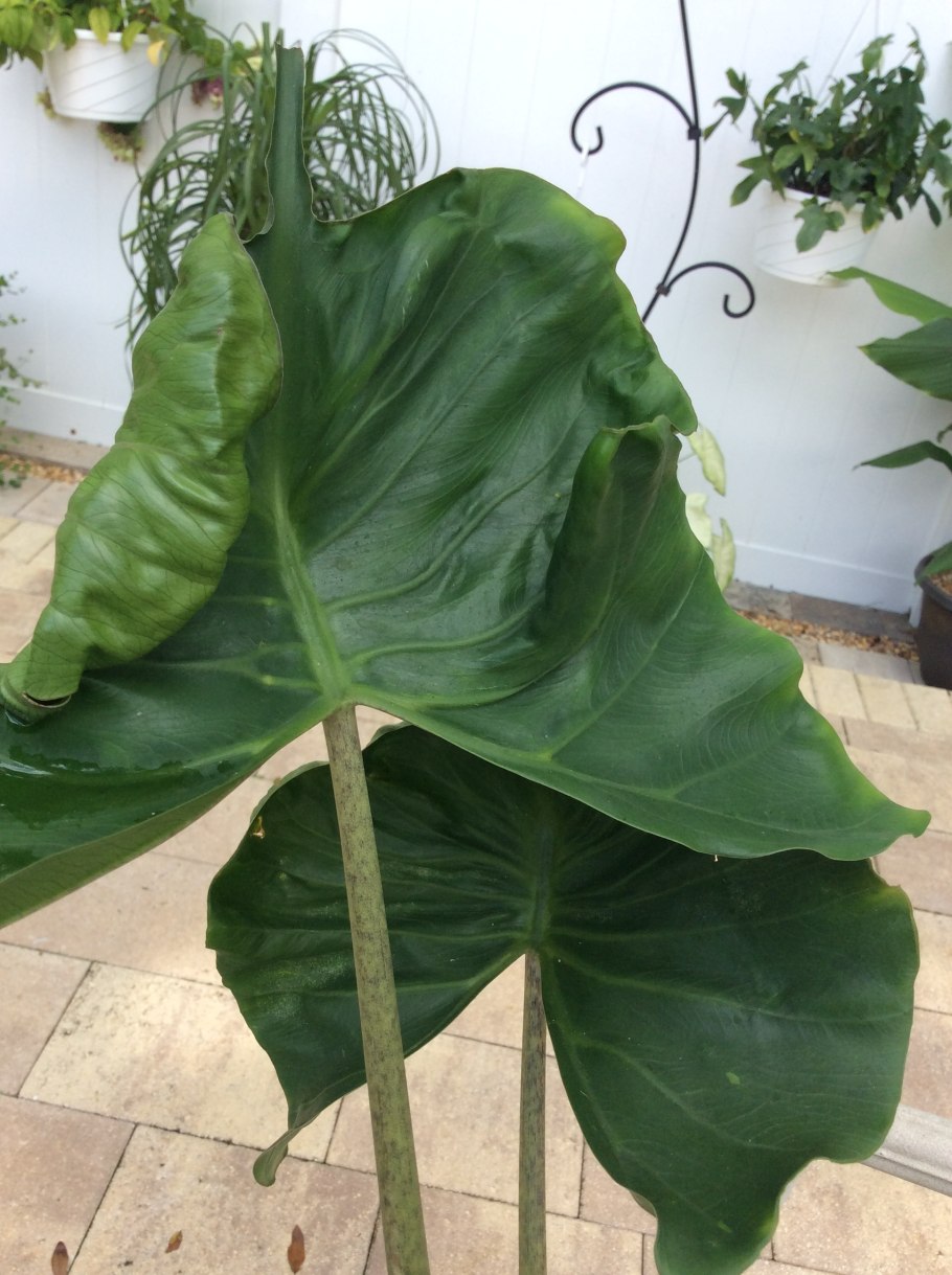 Алоказия Ивори Коаст