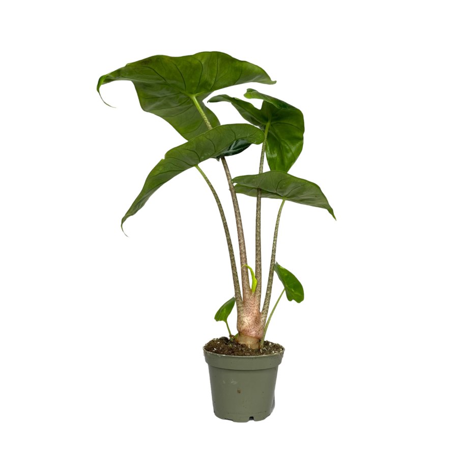 Алоказия Ивори Коаст