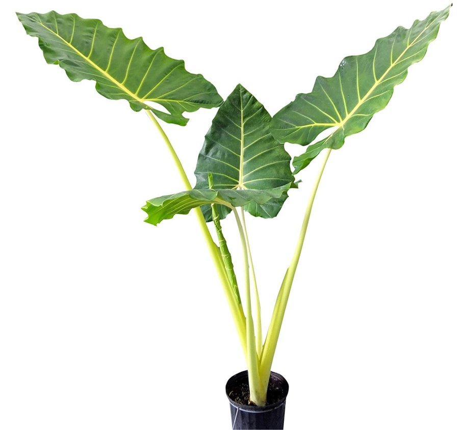 Алоказия chaii