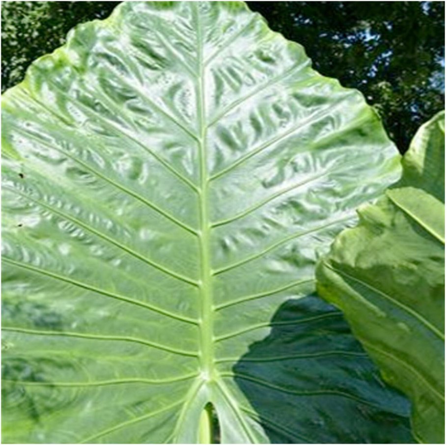 Алоказия цветок