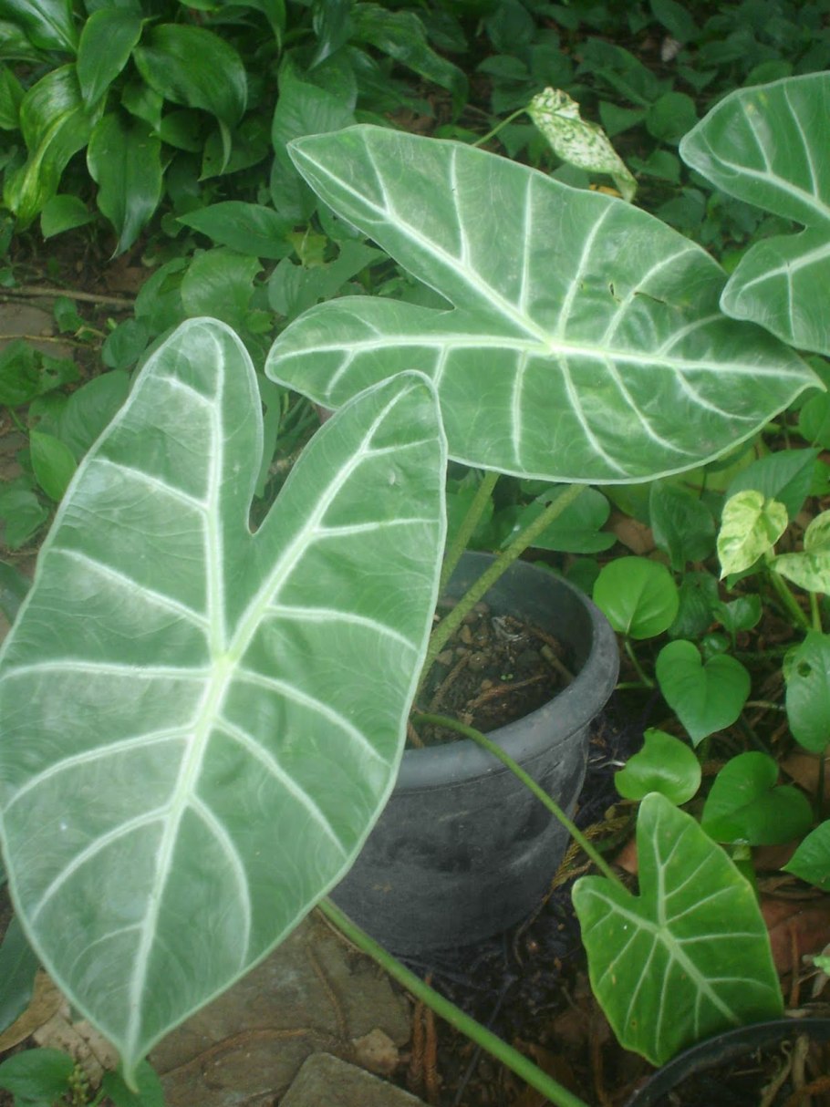 Алоказия longiloba