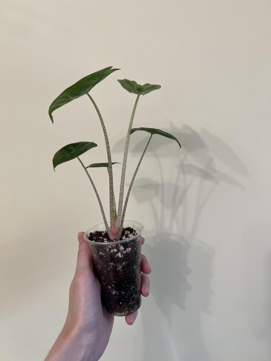 Алоказия айвори Коаст