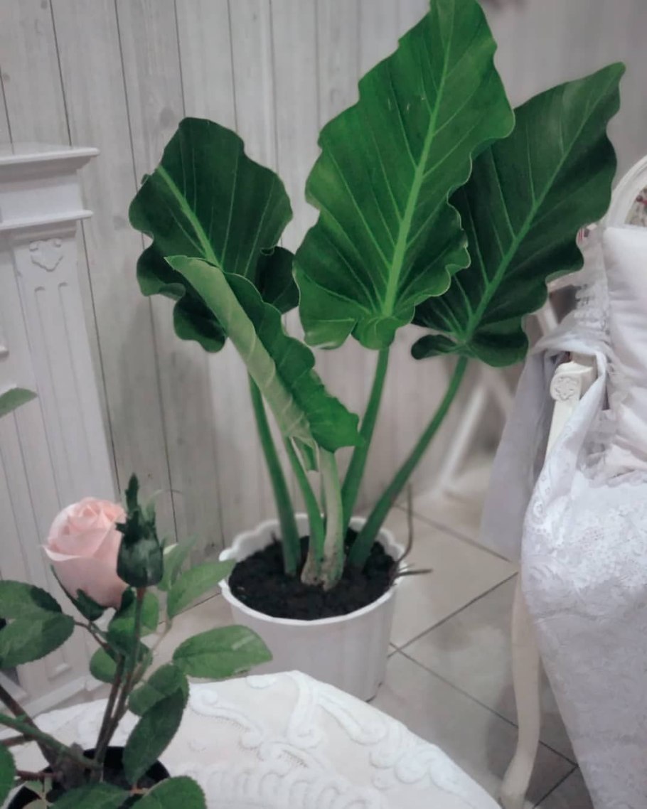 Алоказия Африканская маска