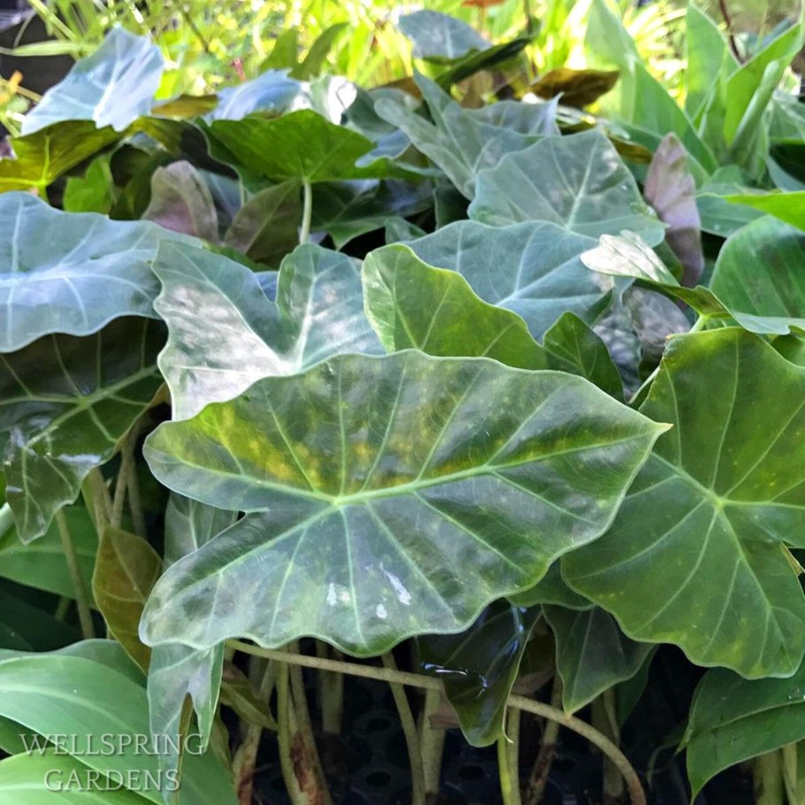 Алоказия Бисма фото