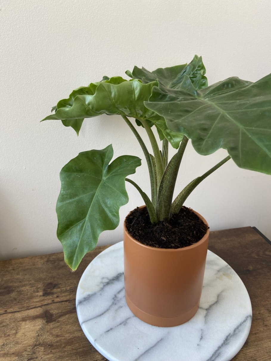 Алоказия Мишольца