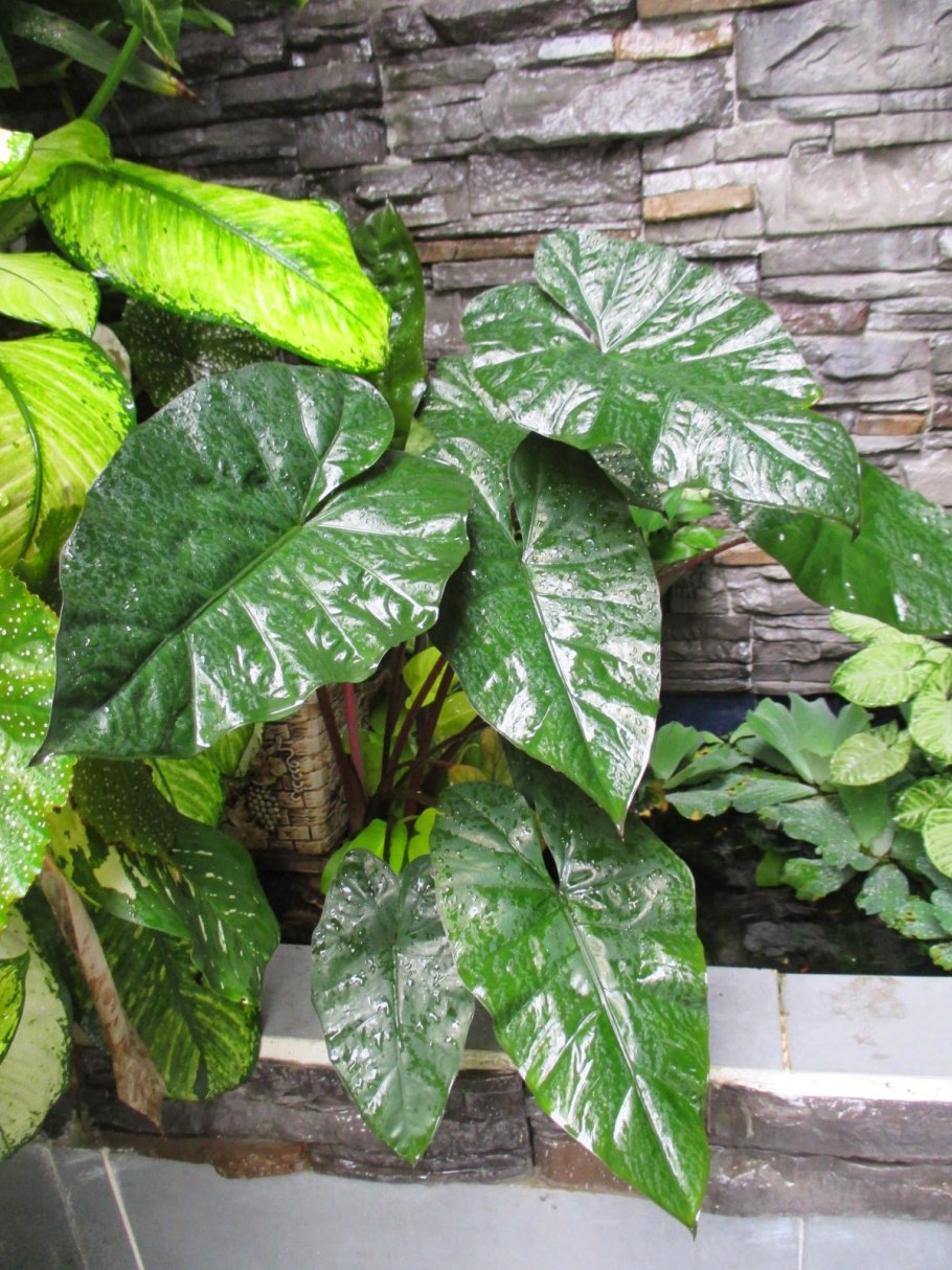 Алоказия lauterbachiana