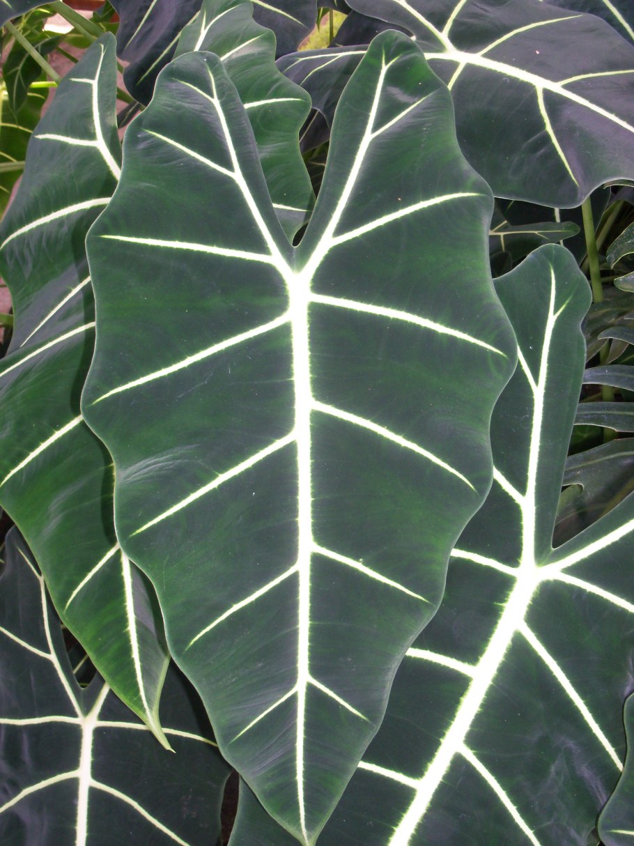 Алоказия Zebrina