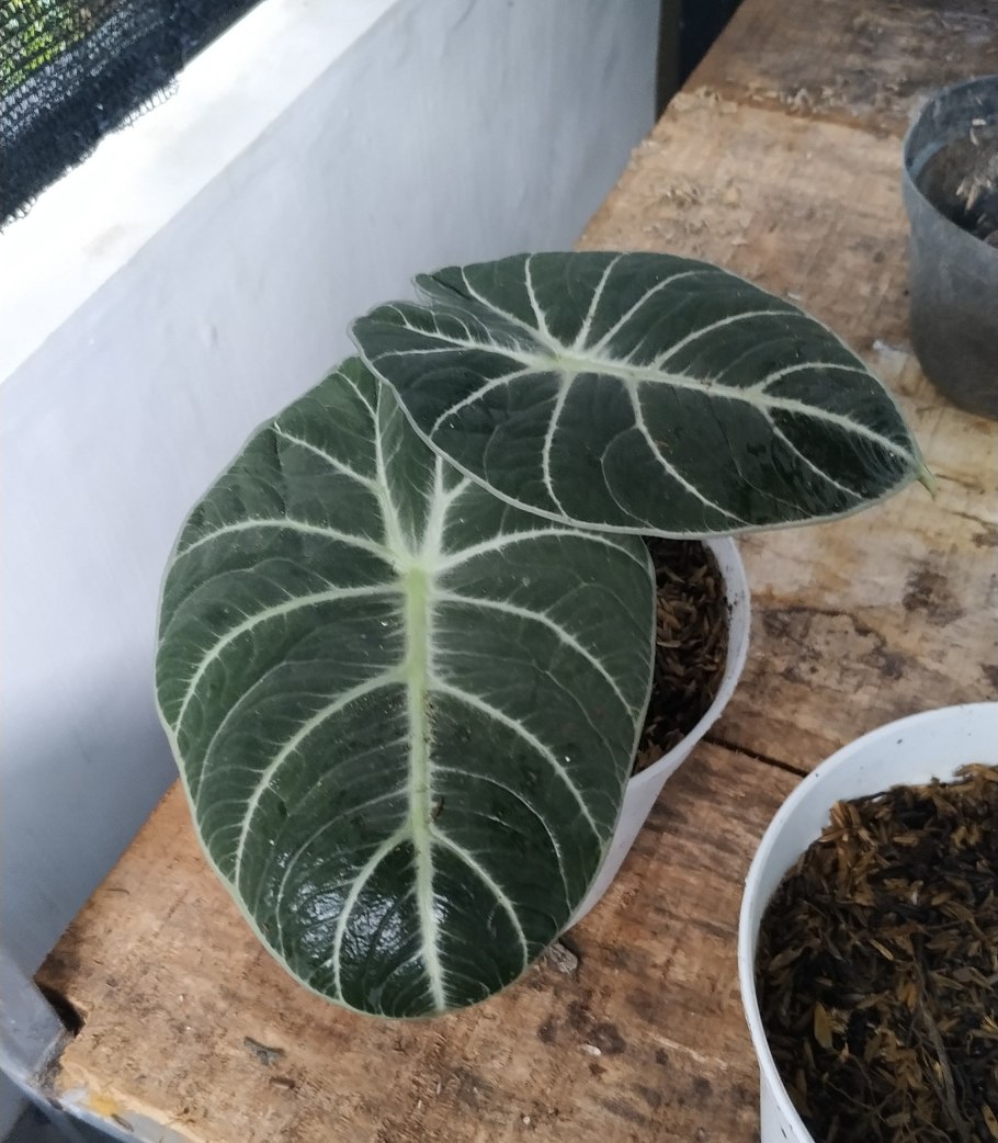 Алоказия сильвер небула