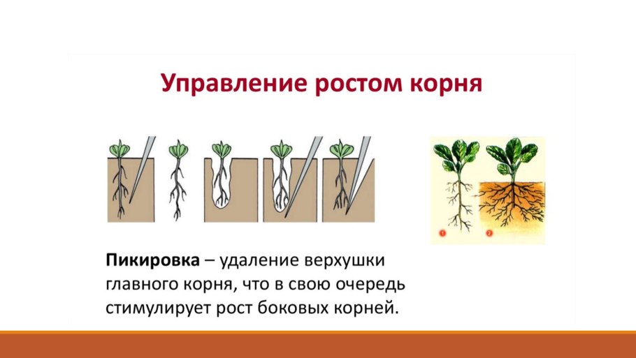 Размножение картофеля клубнями