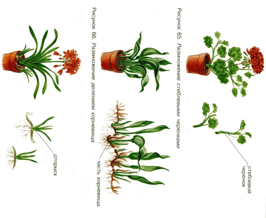 Размножение стеблевыми черенками схема