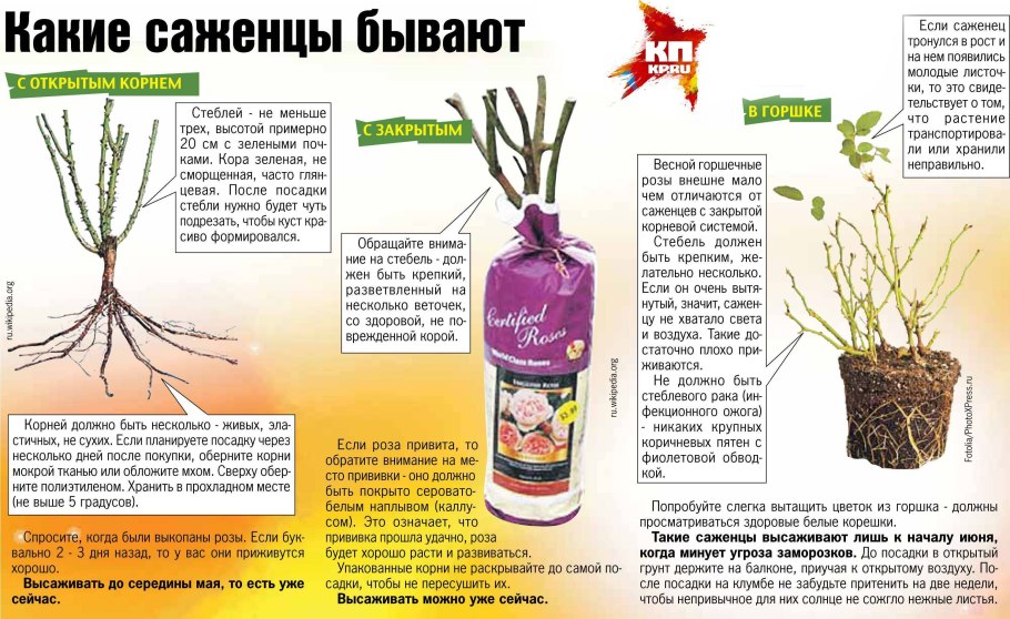 Схема посадки чайно-гибридных роз