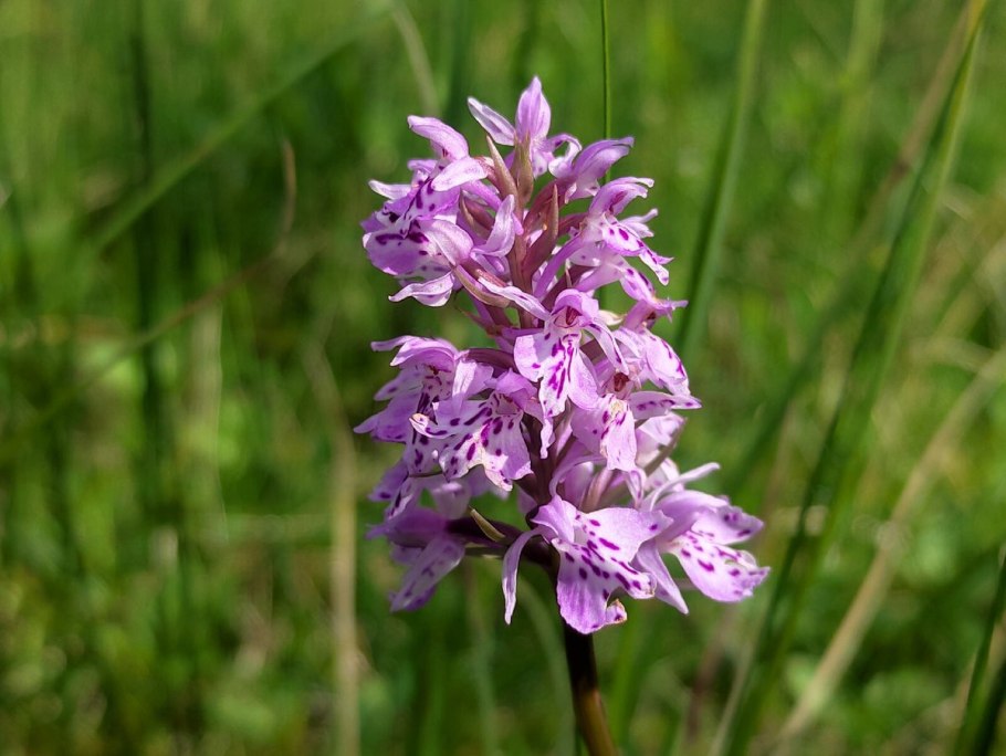Ятрышник шлемоносный (Orchis militaris),