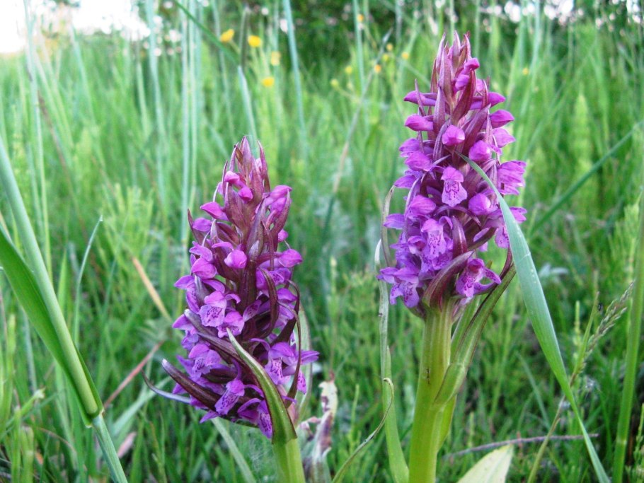 Ятрышник шлемоносный (Orchis militaris),
