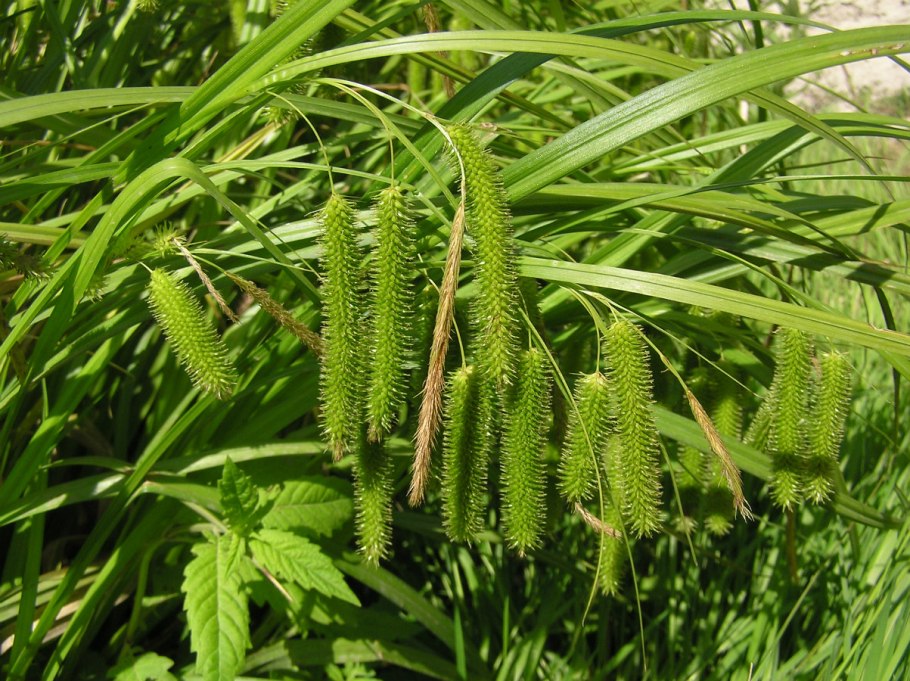 Осока ложносытевая Carex pseudocyperus